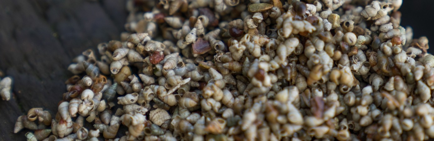 Frozen Water Snail Carp Bait | CC Moore