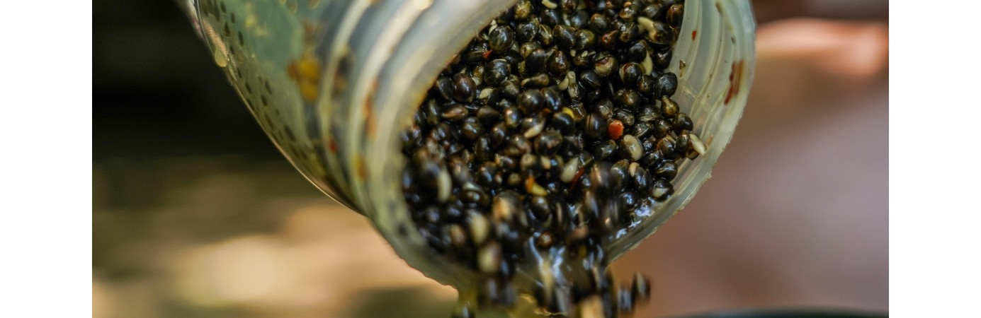 Fresh Cooked Particles | CC Moore