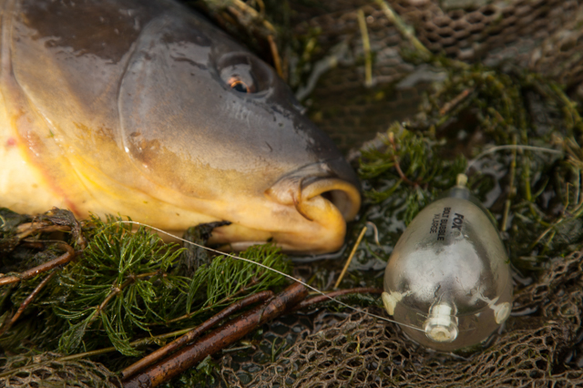Top Surface Fishing Tips To Catch You More Carp- Mark Pitchers